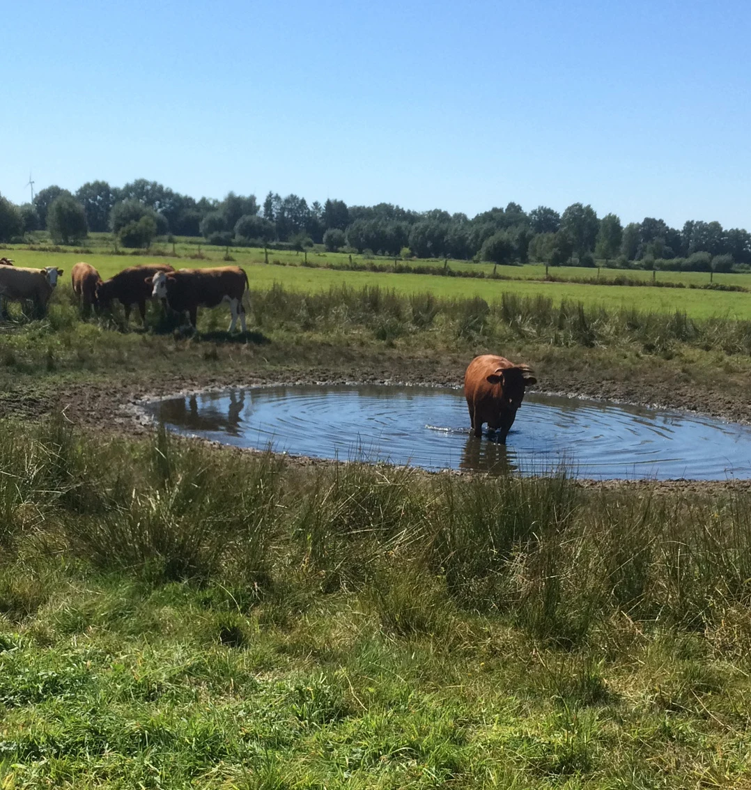 Kühe auf der Naturschutzwiese.webp